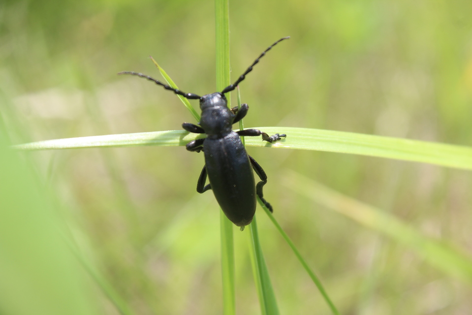 Dorcadion aethiops - fekete gyalogcincér