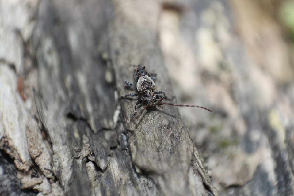 Pogonocherus hispidus - kéttövises ecsetcincér