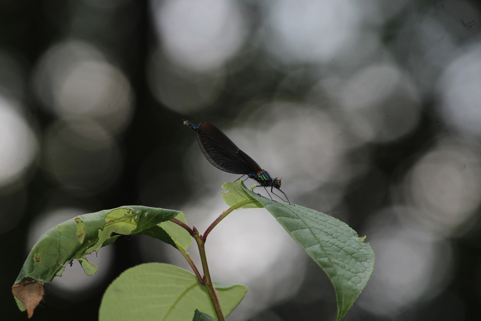 Calopteryx virgo - kisasszony-szitakötő