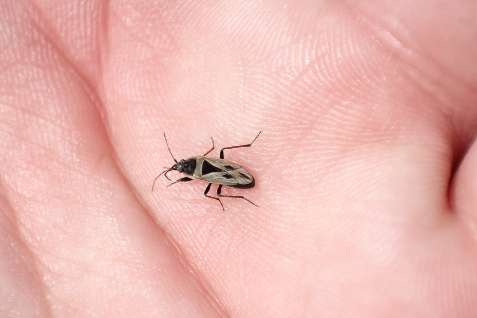 Xanthochilus quadratus - szegélyes díszesbodobács