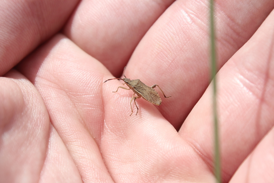 Ceraleptus lividus