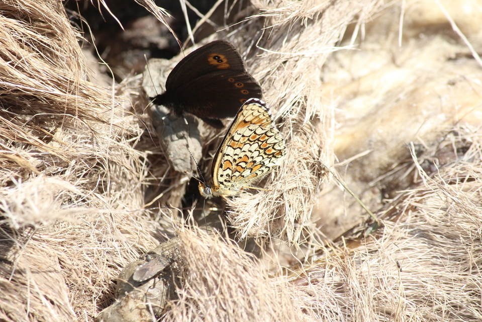 Ceraleptus