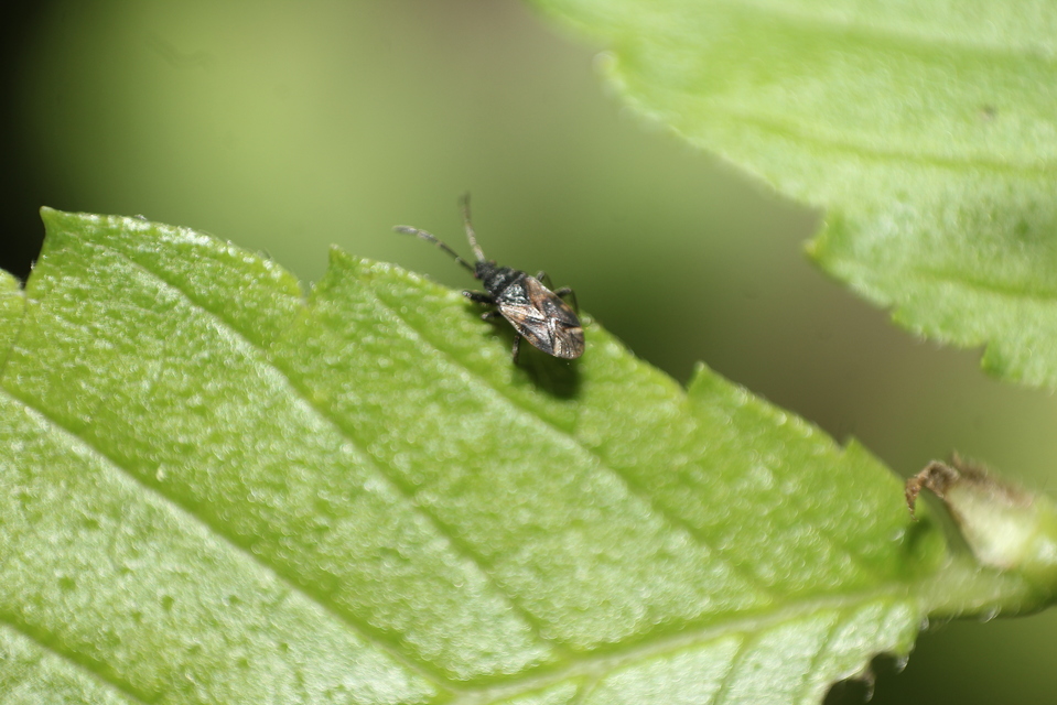 Taphropeltus