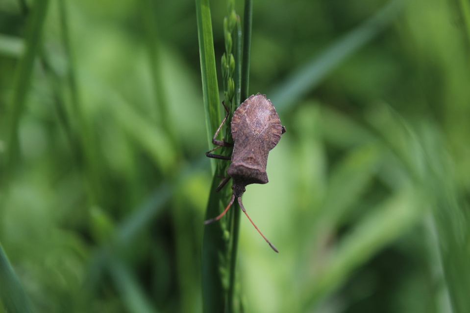 Coreus marginatus - közönséges karimáspoloska