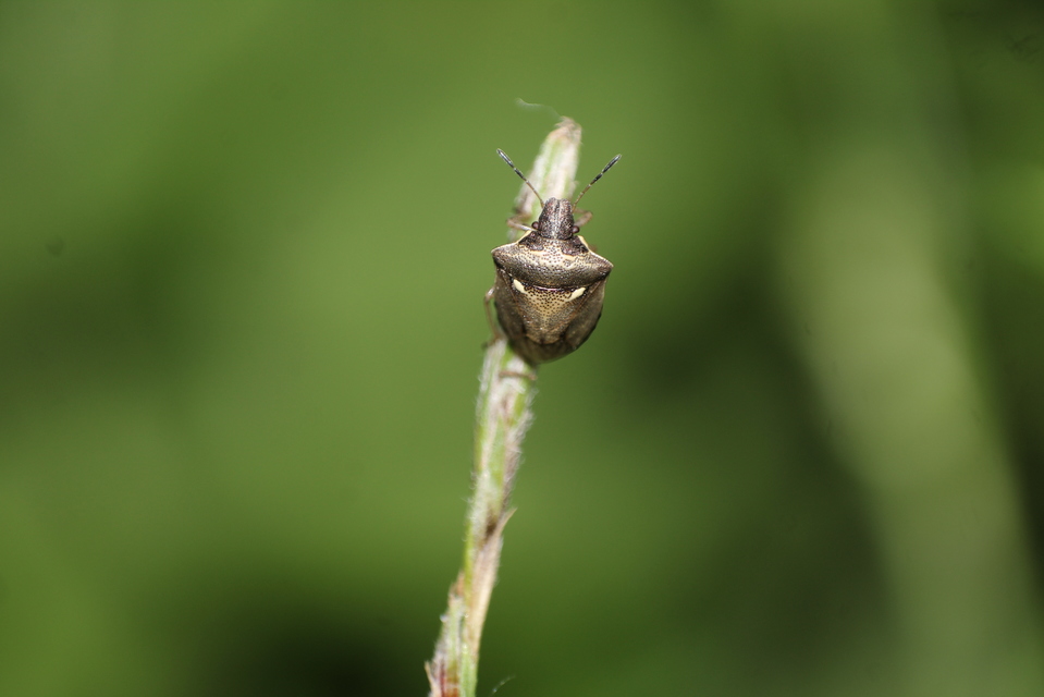 Eysarcoris aeneus - fémes feketefejű-poloska Eysarcoris aeneus - fémes feketefejű-poloska