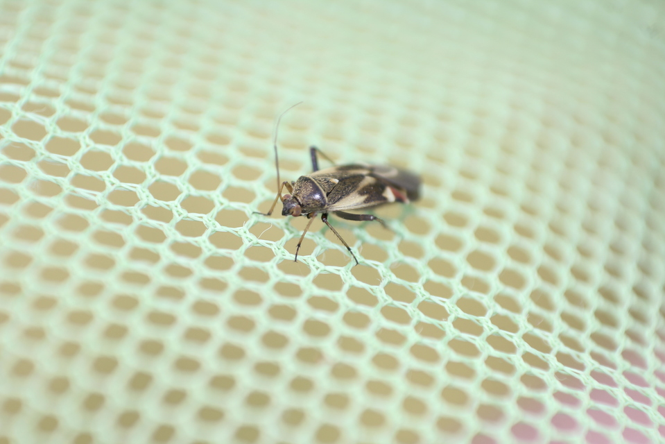 Polymerus Polymerus