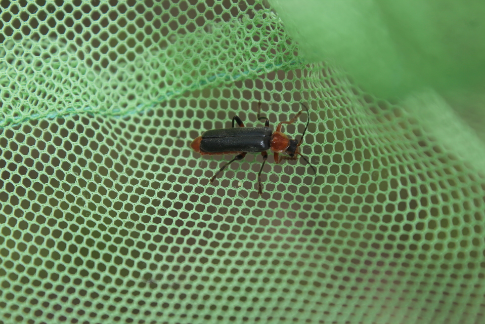 Cantharis livida - mezei lágybogár