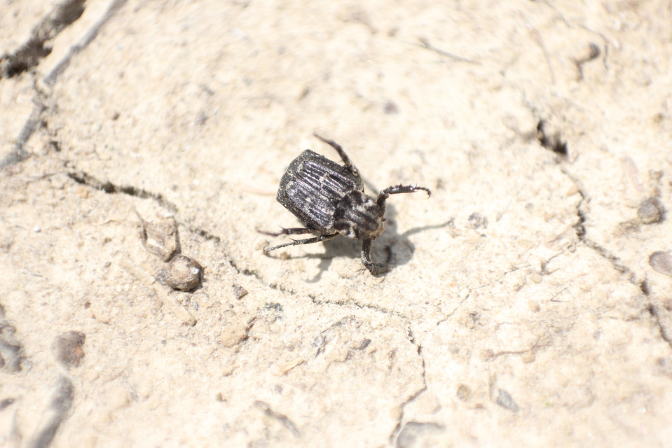 Valgus hemipterus - suta virágbogár