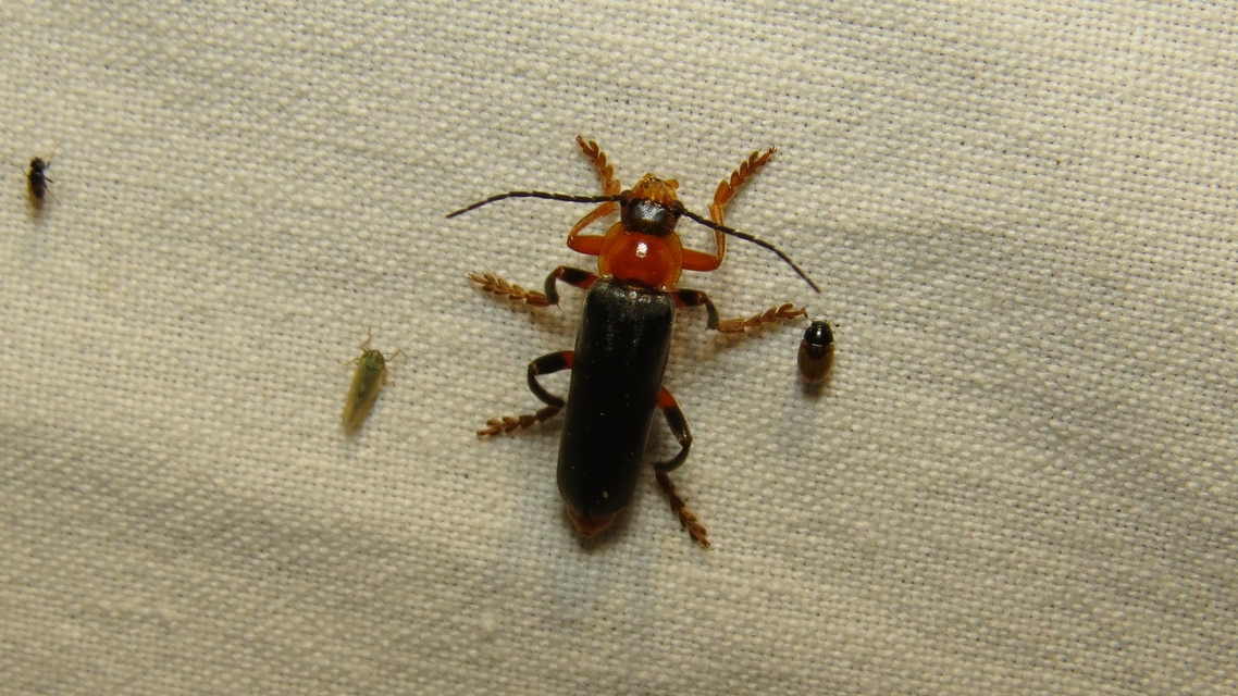 Cantharis livida - mezei lágybogár