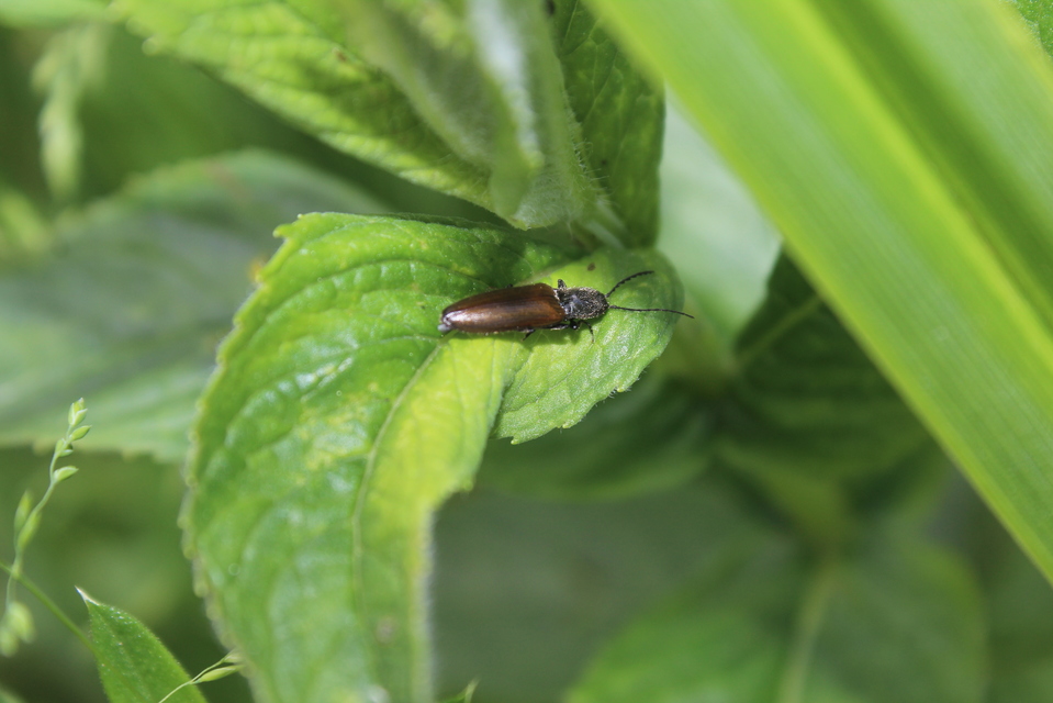 Athous haemorrhoidalis - szurkos pattanó