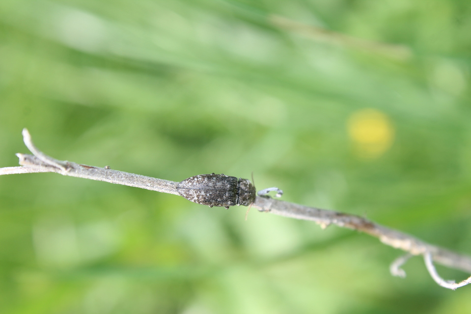 Agrypnus murinus - egérszínű pikkelyespattanó