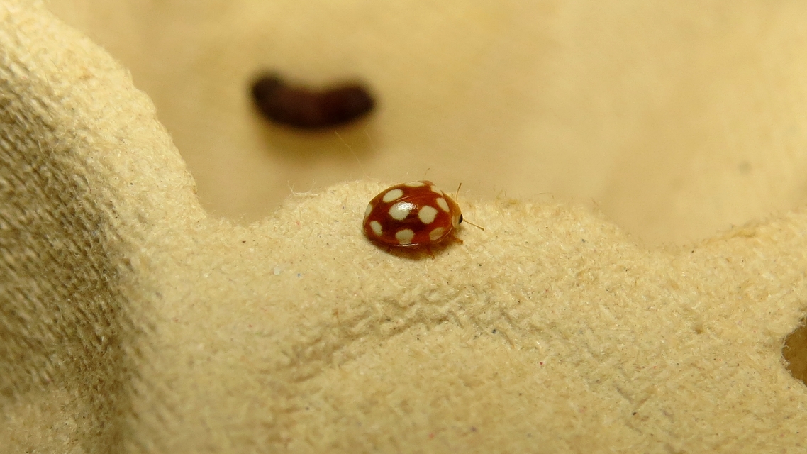 Vibidia duodecimguttata - tizenkétcseppes füsskata
