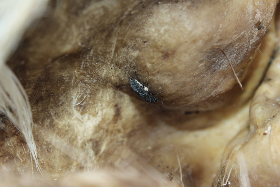 Dermestes murinus - egérszínű porva Dermestes murinus - egérszínű porva