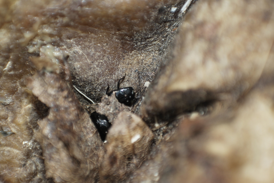 Histeridae - sutabogárfélék