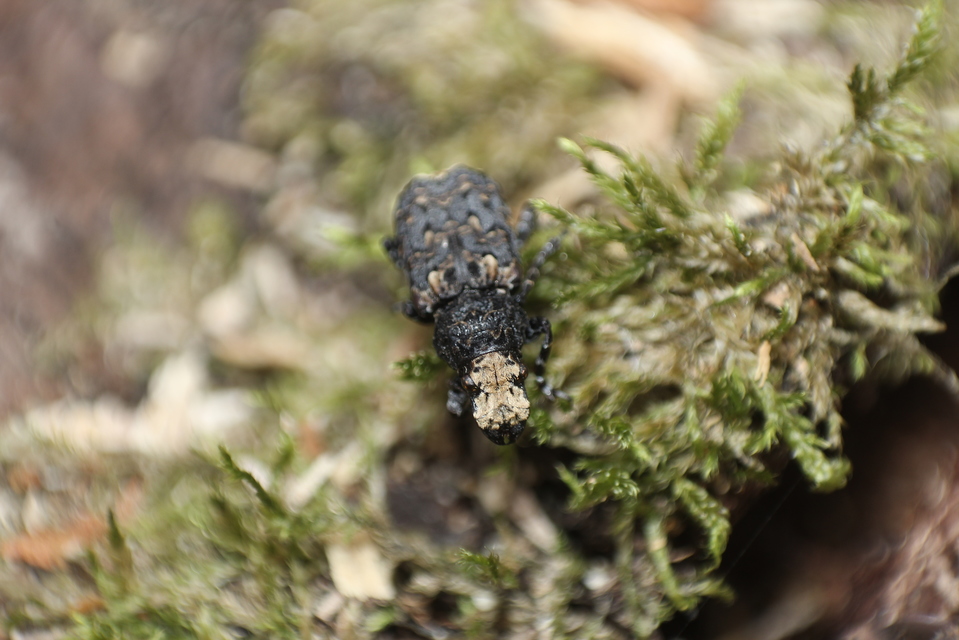 Platyrhinus resinosus - nagy orrosbogár