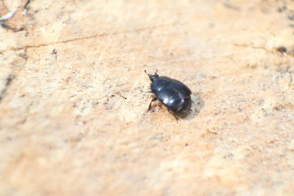 Histeridae - sutabogárfélék