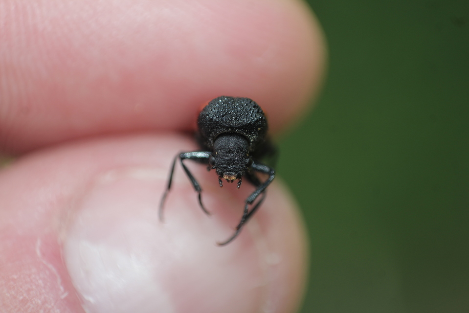 Bostrichus capucinus - piros csuklyásszú