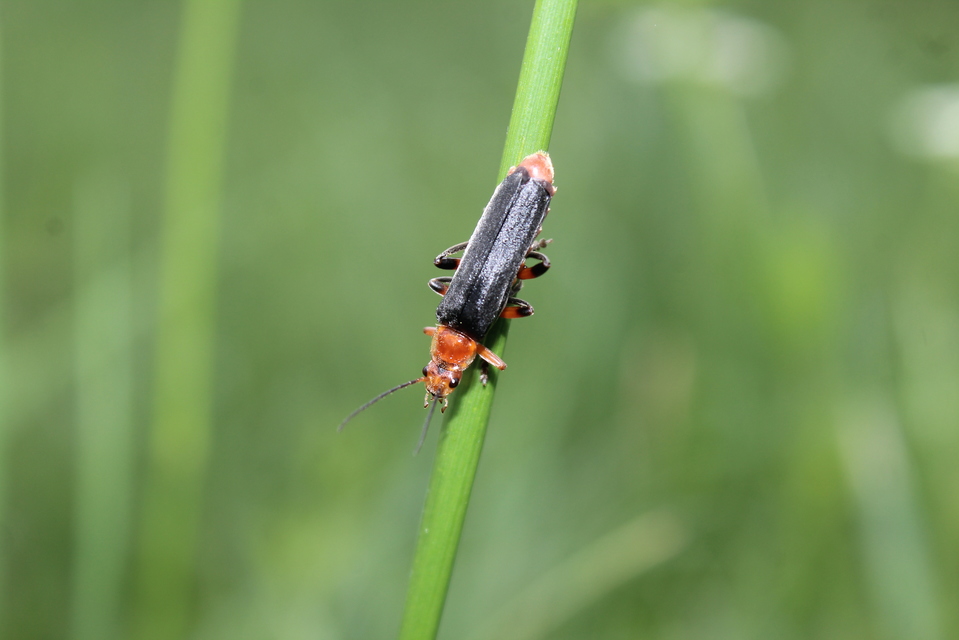 Cantharis livida - mezei lágybogár