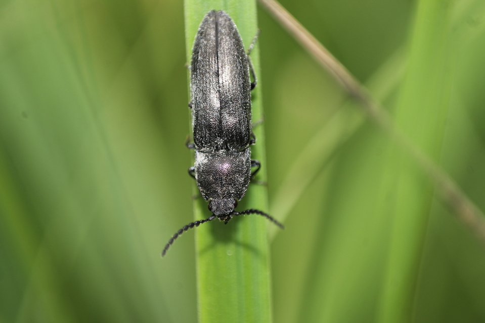 Cidnopus pilosus - szőrös pattanó