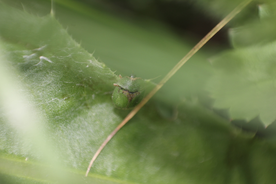 Cassida