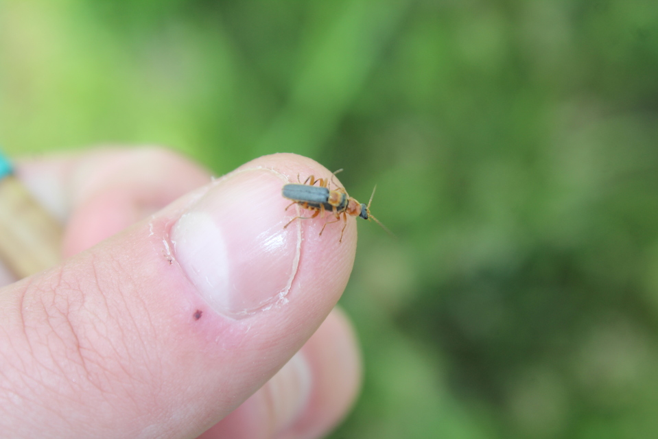 Cantharis lateralis - szegélyes lágybogár