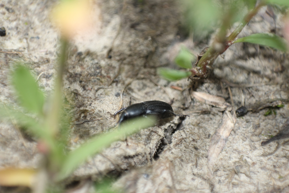 Sphenophorus striatopunctatus - mezei zsuzsok