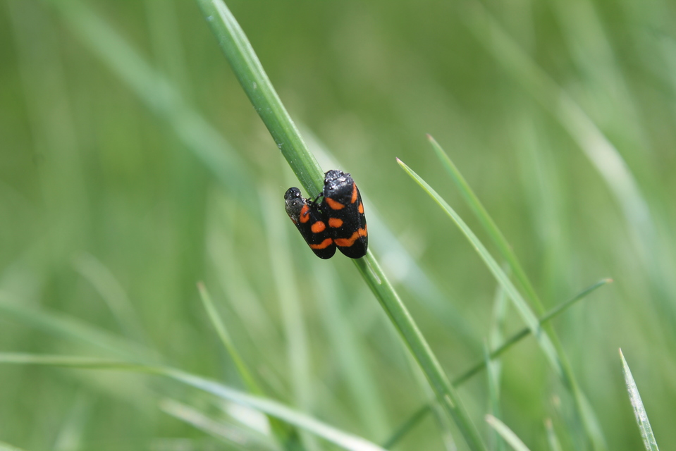 Cercopis
