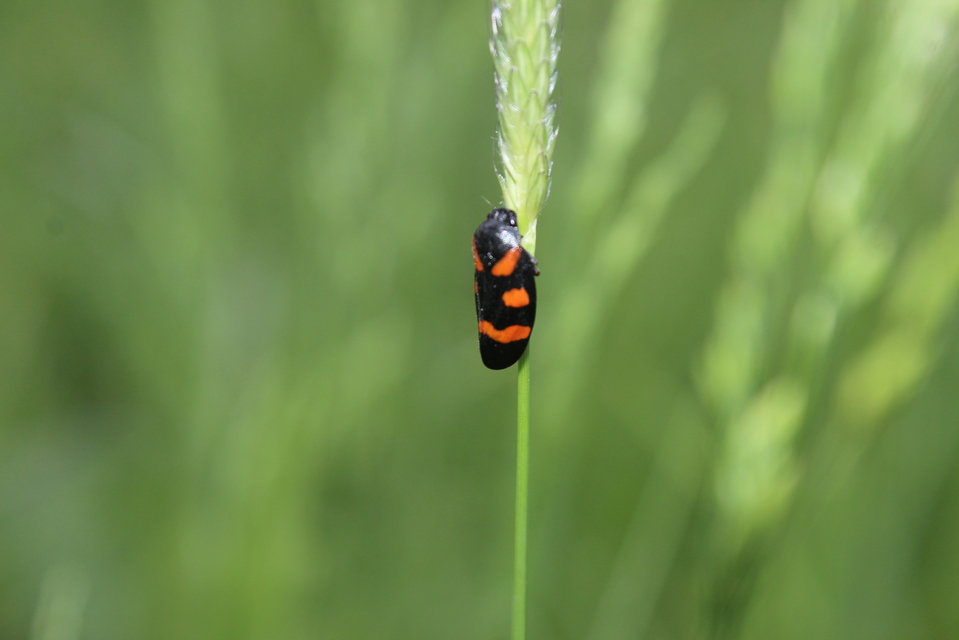 Cercopis sanguinolenta