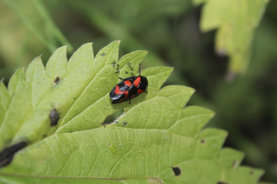 Cercopis vulnerata
