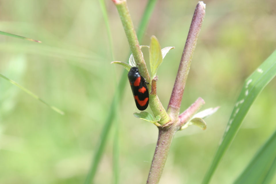Cercopis vulnerata
