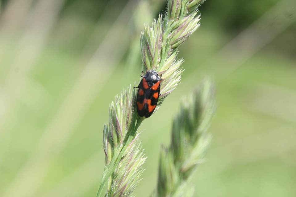 Cercopis vulnerata