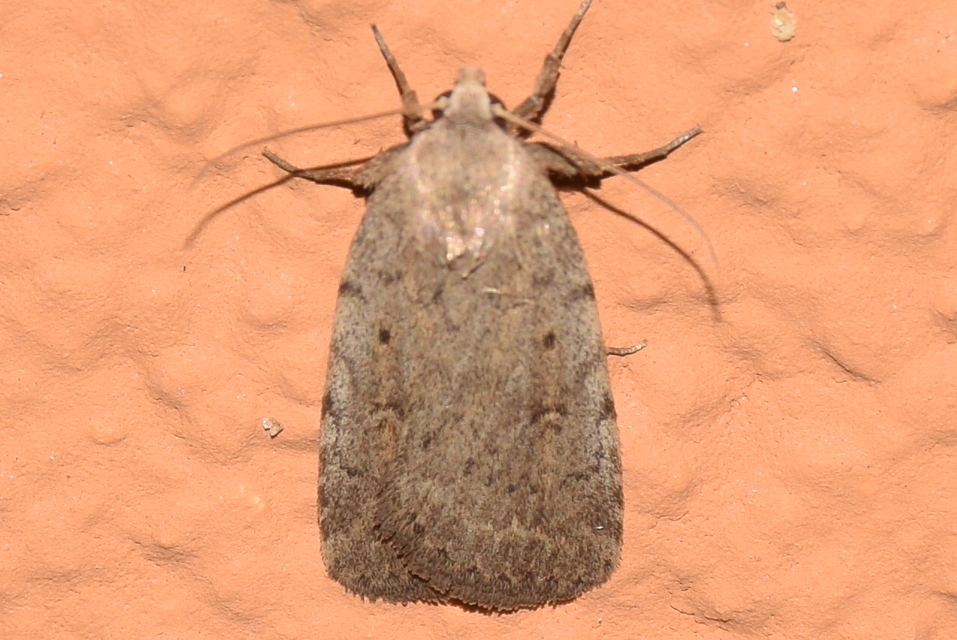 Athetis gluteosa - nyugtalan lápibagoly