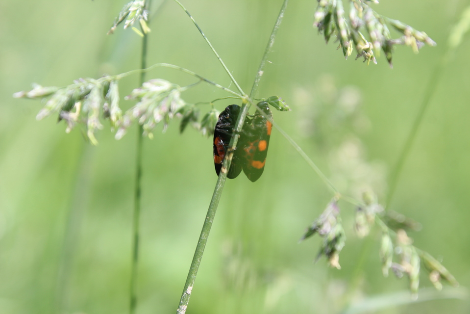 Cercopis sanguinolenta