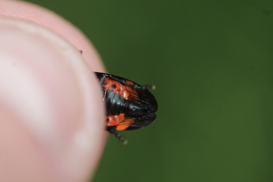 Cercopis sanguinolenta