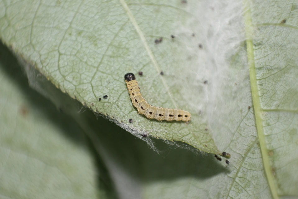 Yponomeuta evonymella - pókhálós májusfamoly