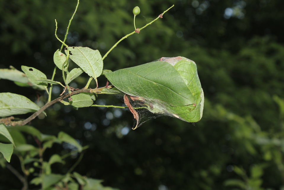 Yponomeuta evonymella - pókhálós májusfamoly