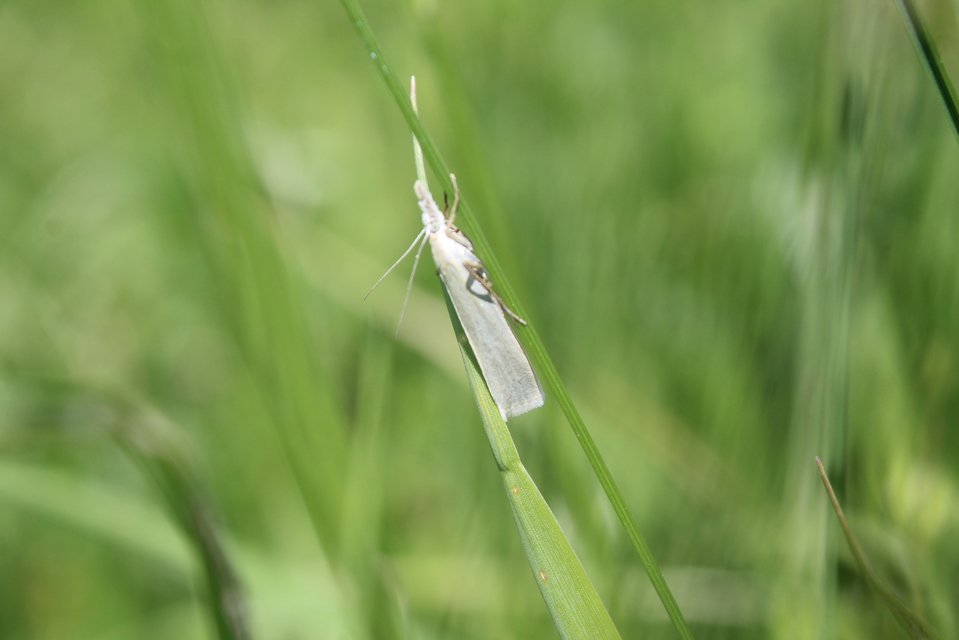 Crambus perlella - gyöngyházas fűgyökérmoly