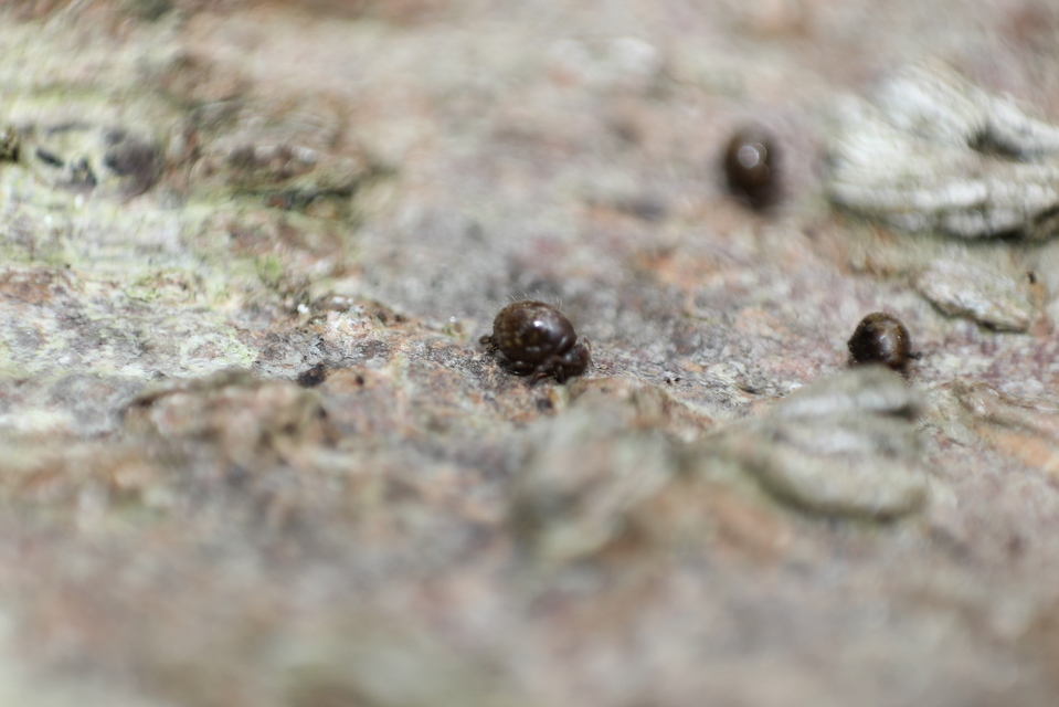Allacma fusca