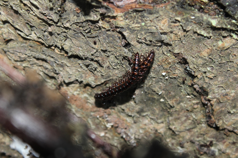 Diplopoda - Ikerszelvényesek