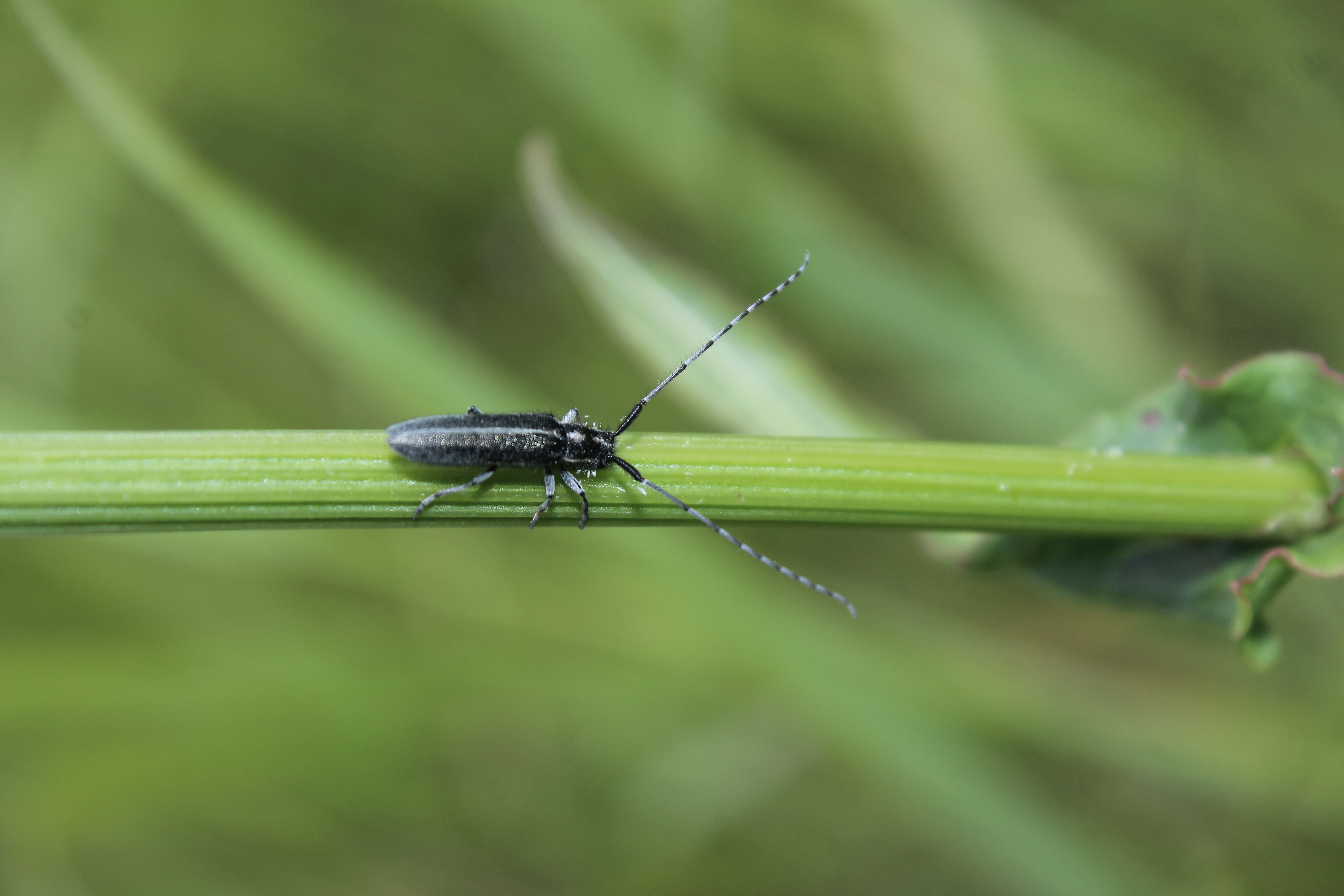 Agapanthia cardui - sávos bogáncscincér