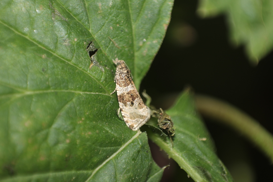 Celypha rivulana - dudvasodró tükrösmoly