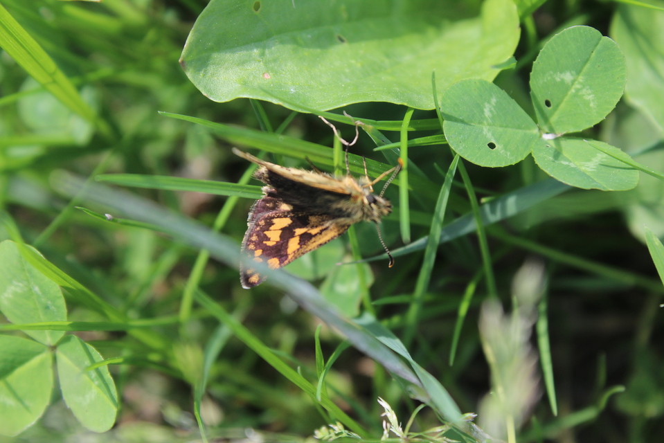 Carterocephalus palaemon - kockás busalepke