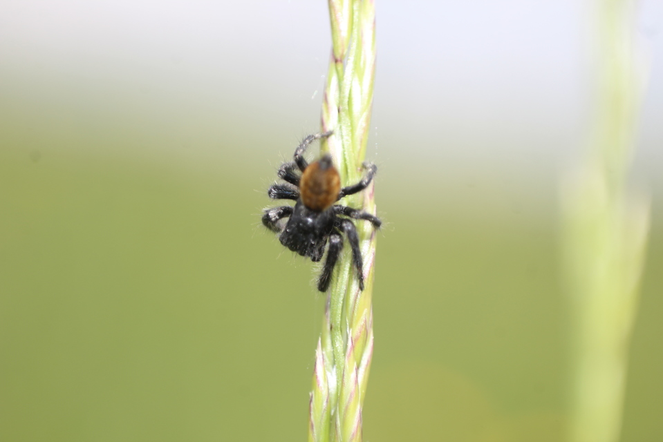 Carrhotus xanthogramma - rozsdás ugrópók