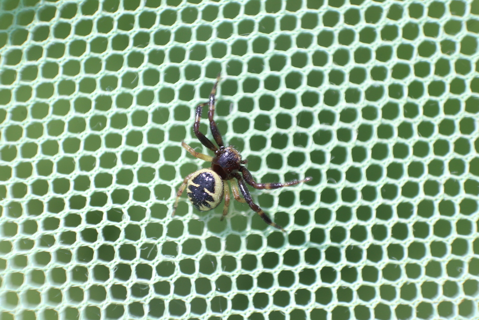 Synema globosum/ornatum