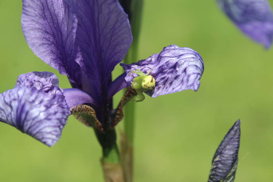 Ebrechtella tricuspidata - alakoskodó karolópók