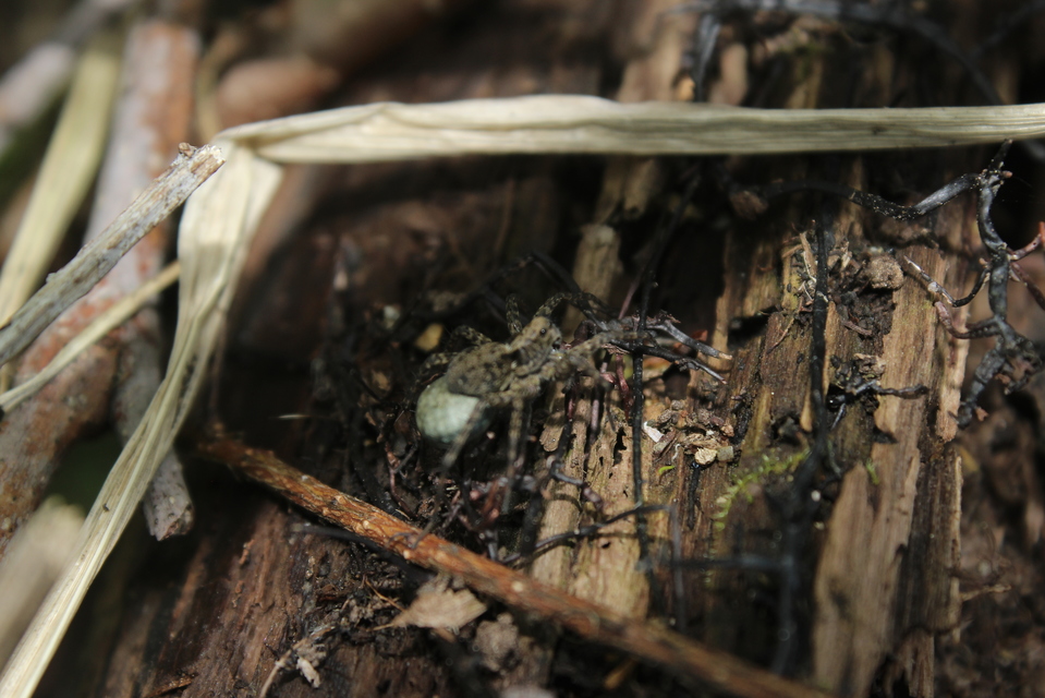 Pardosa