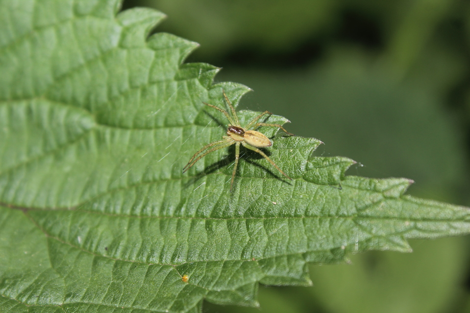Dolomedes plantarius/fimbriatus