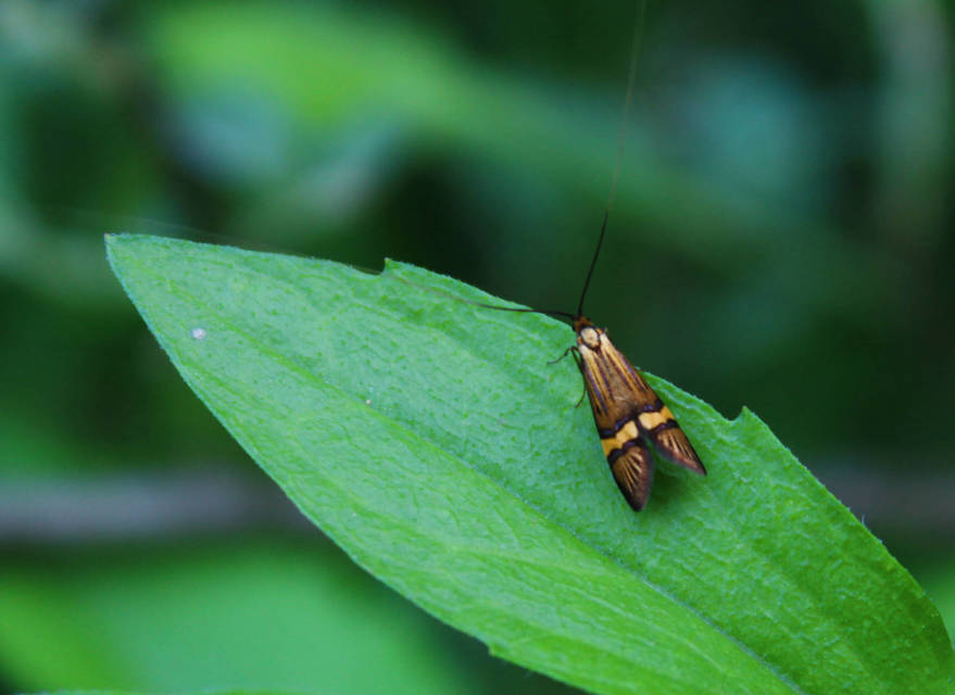 Nemophora degeerella - pompás tőrösmoly