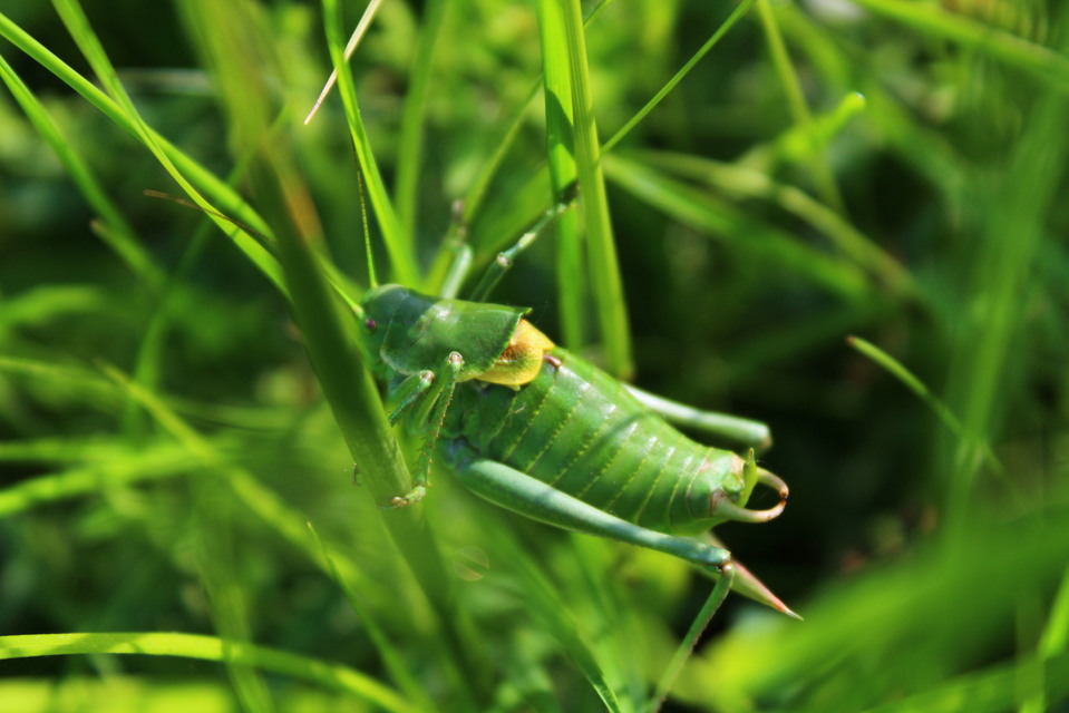 Polysarcus denticauda - fogasfarkú szöcske