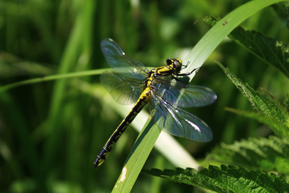 Gomphus vulgatissimus - feketelábú folyami-szitakötő